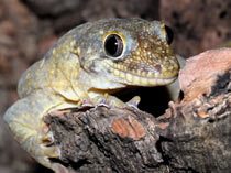 Rhacodactylus tr. trachycephalus